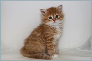 Male Siberian Kitten from Deedlebug Siberians